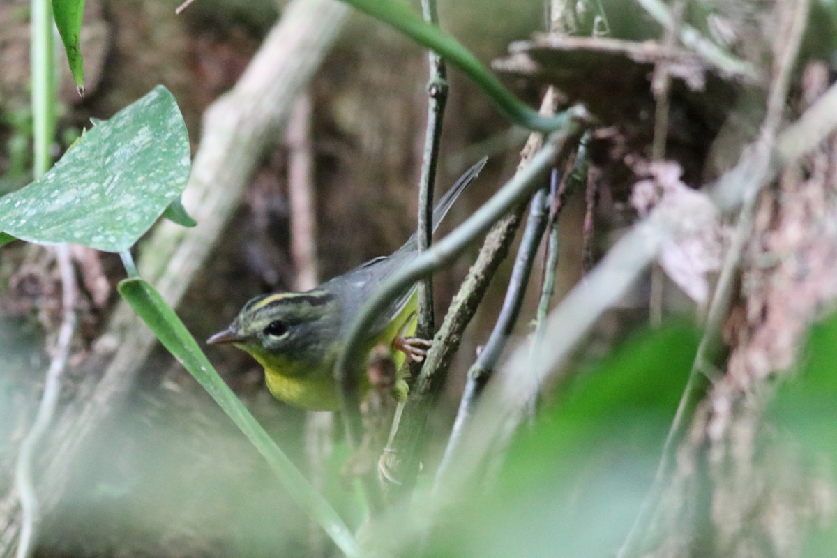 Golden-crowned Warbler - Brendan  Fogarty