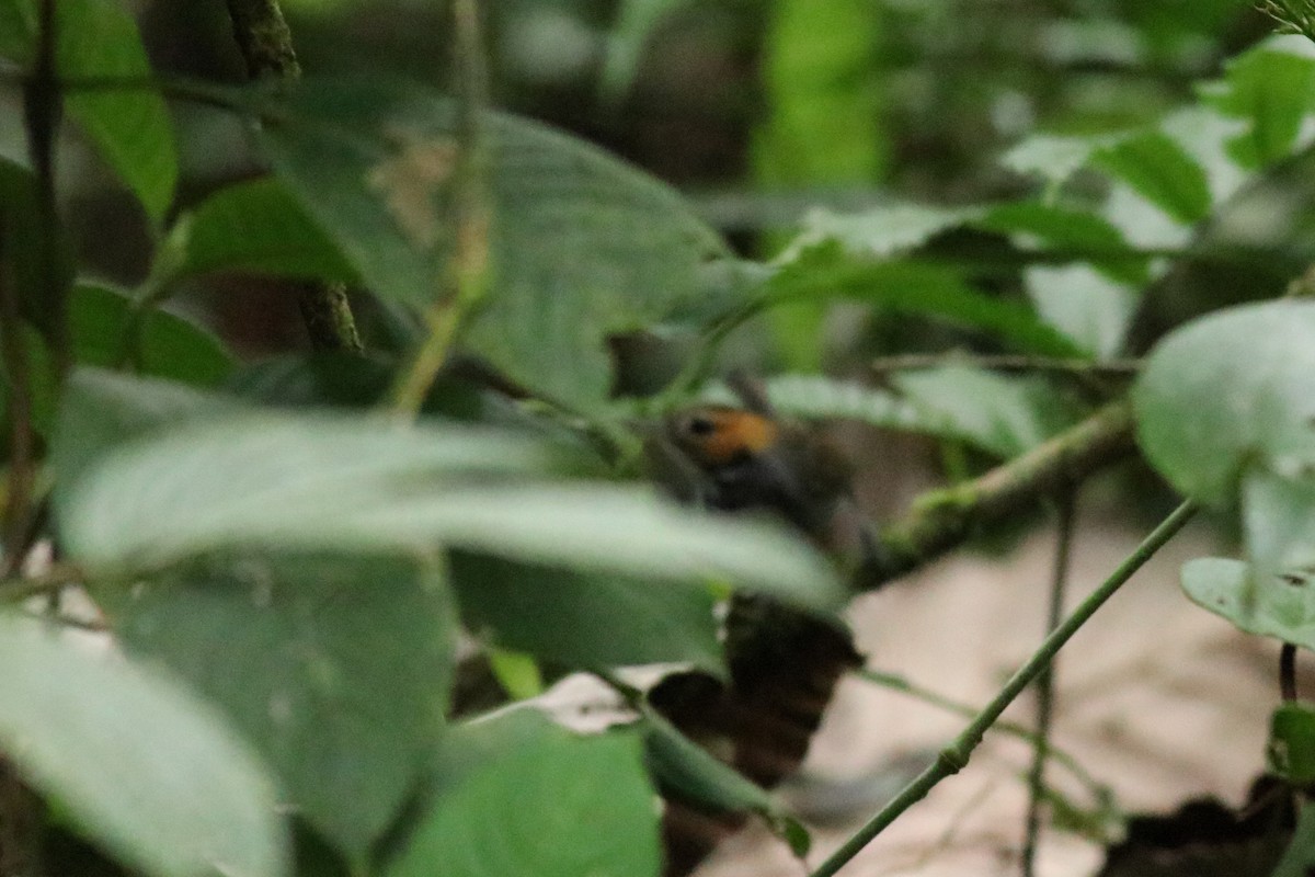 Tawny-faced Gnatwren - ML148546441