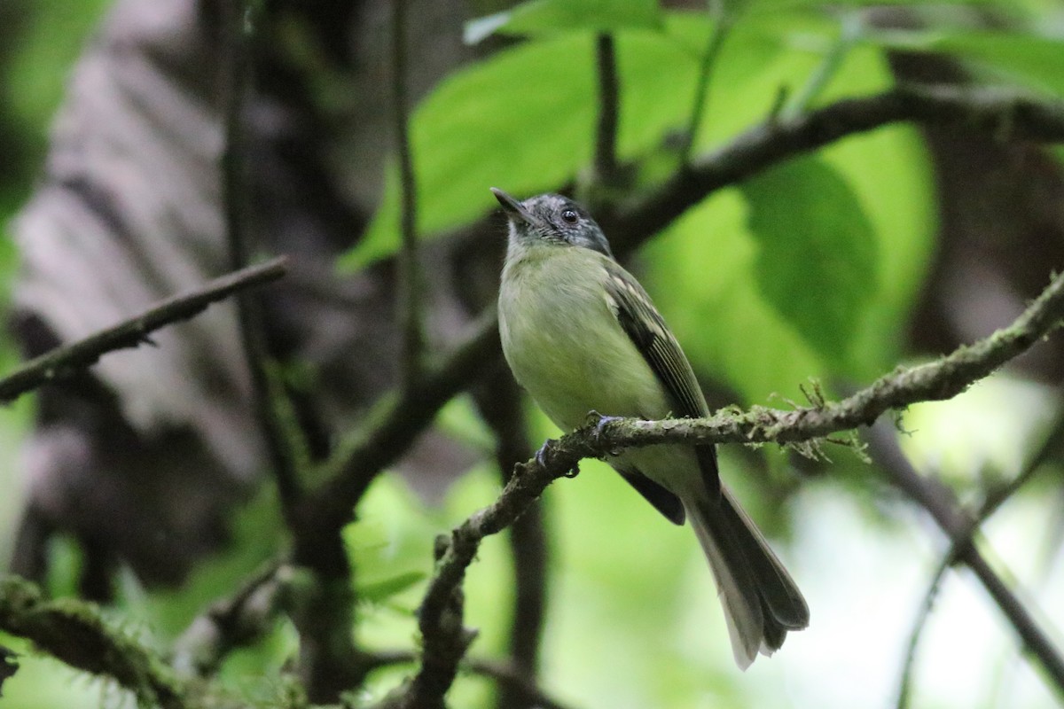 Slaty-capped Flycatcher - Brendan  Fogarty