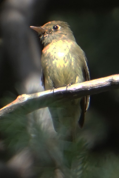 Western Flycatcher (Cordilleran) - ML148546791