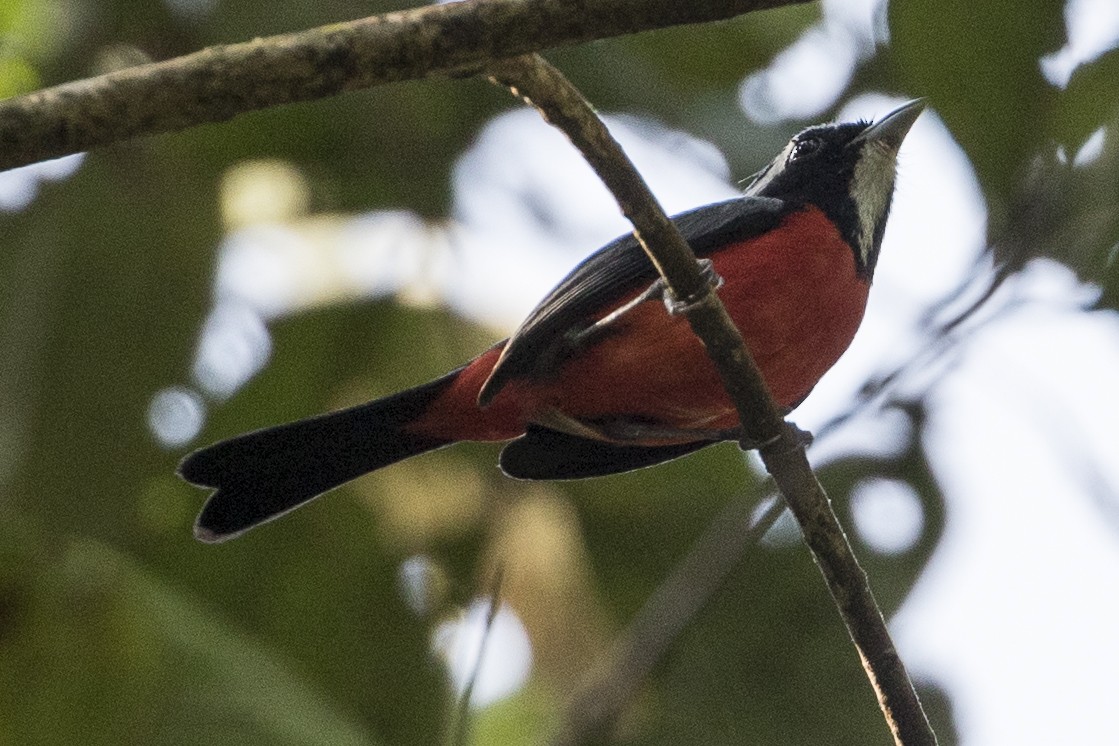 Rose-breasted Chat - Robert Lockett