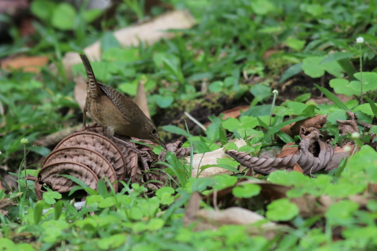 House Wren - ML148546931