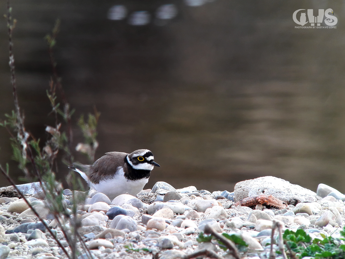 Little Ringed Plover - ML148547721