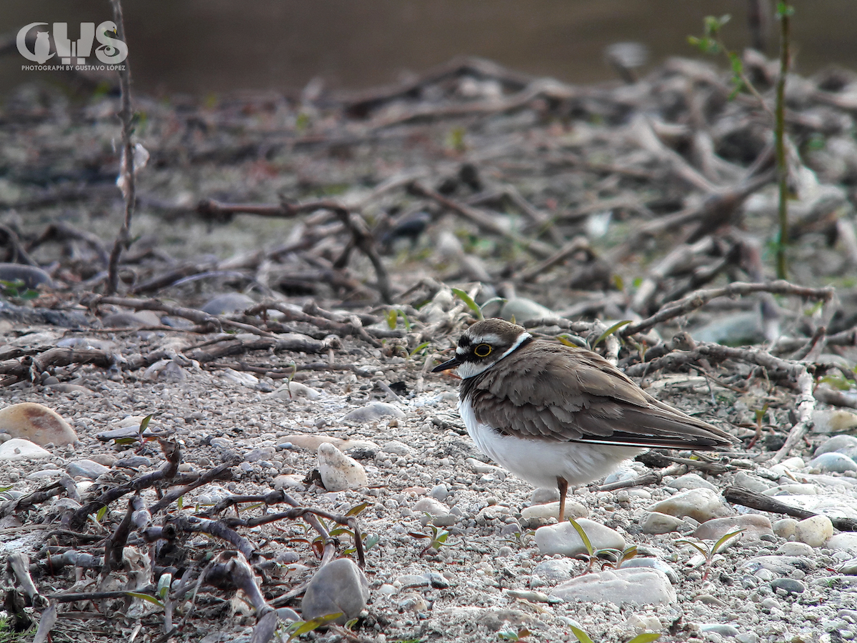 Little Ringed Plover - ML148547791