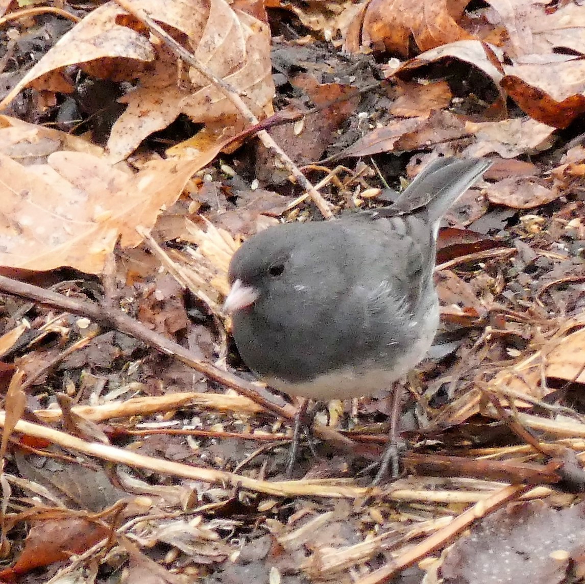 Dark-eyed Junco - ML148547881