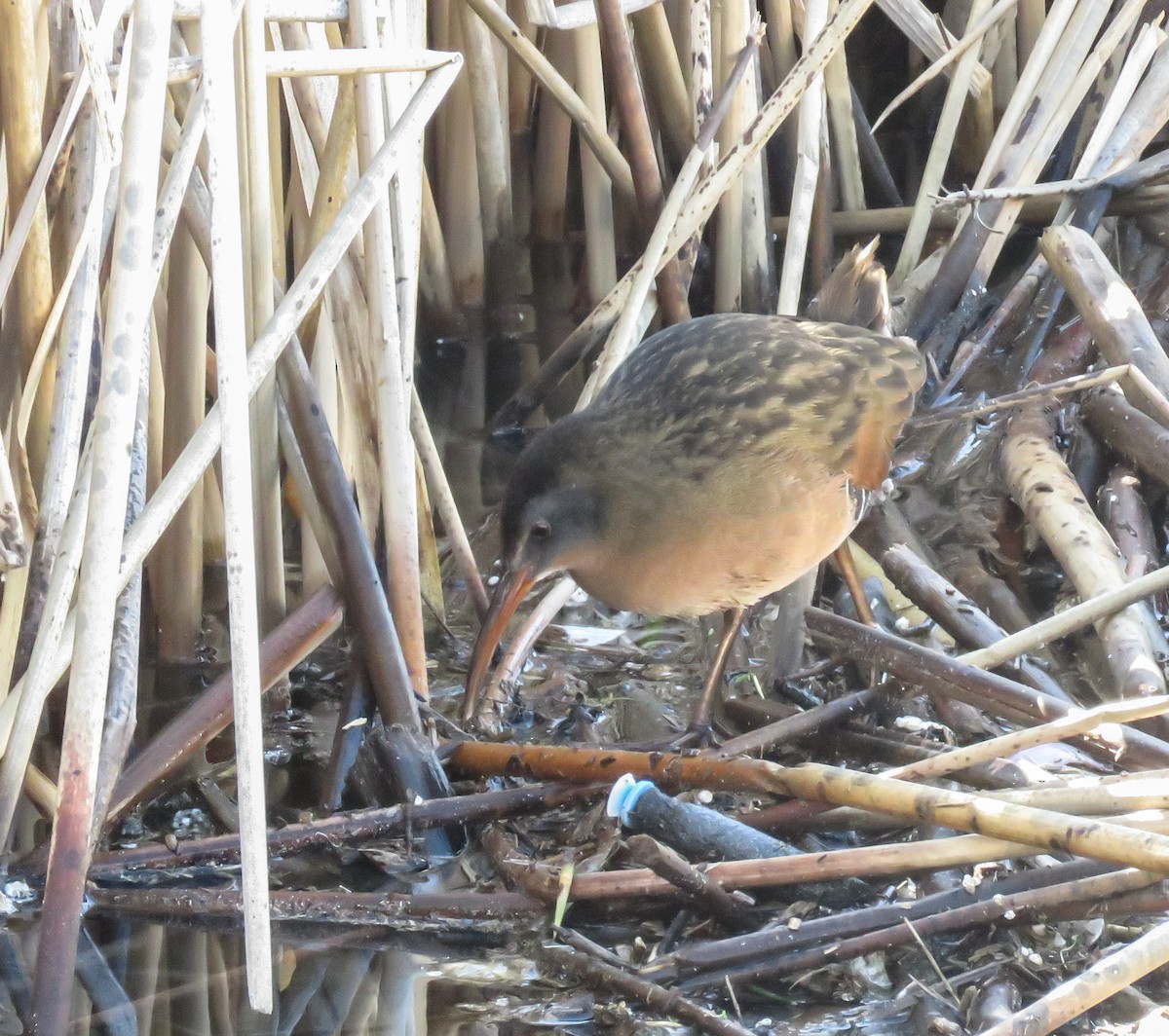 Virginia Rail - ML148548941