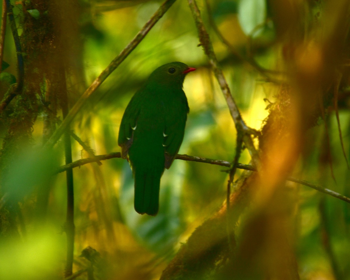 Green-and-black Fruiteater - Oscar Valderrama La Rana