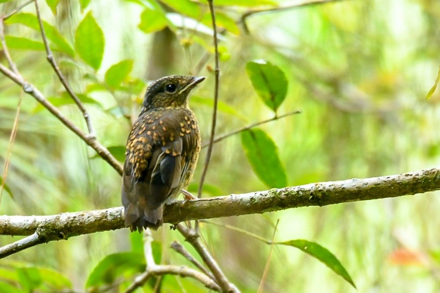 Large Niltava - ML148551331