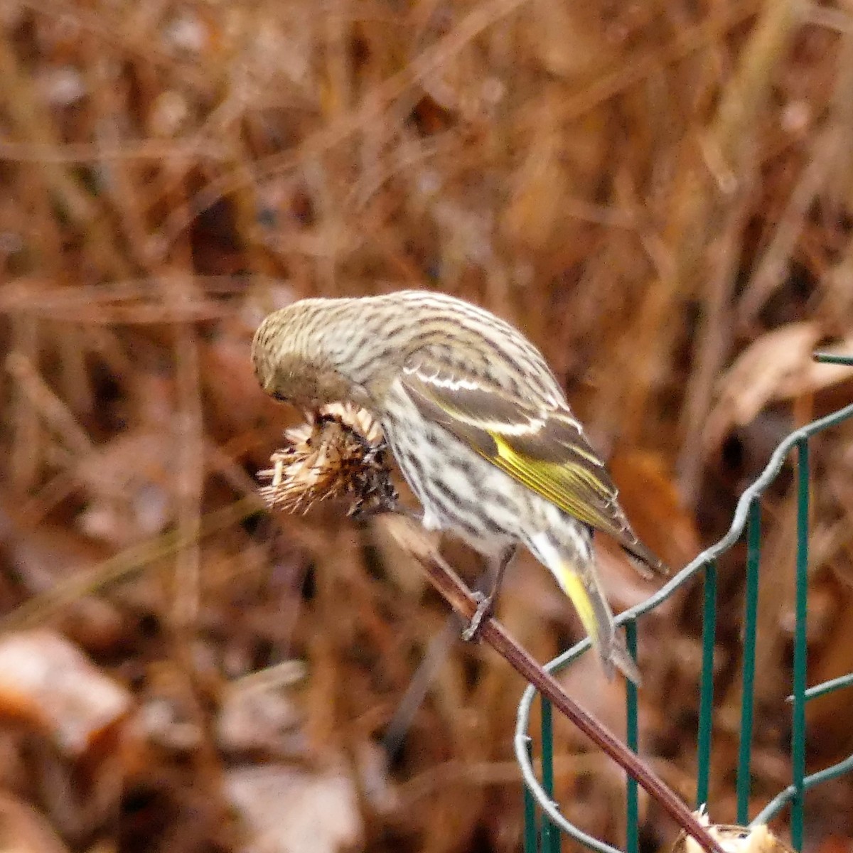 Pine Siskin - ML148552371