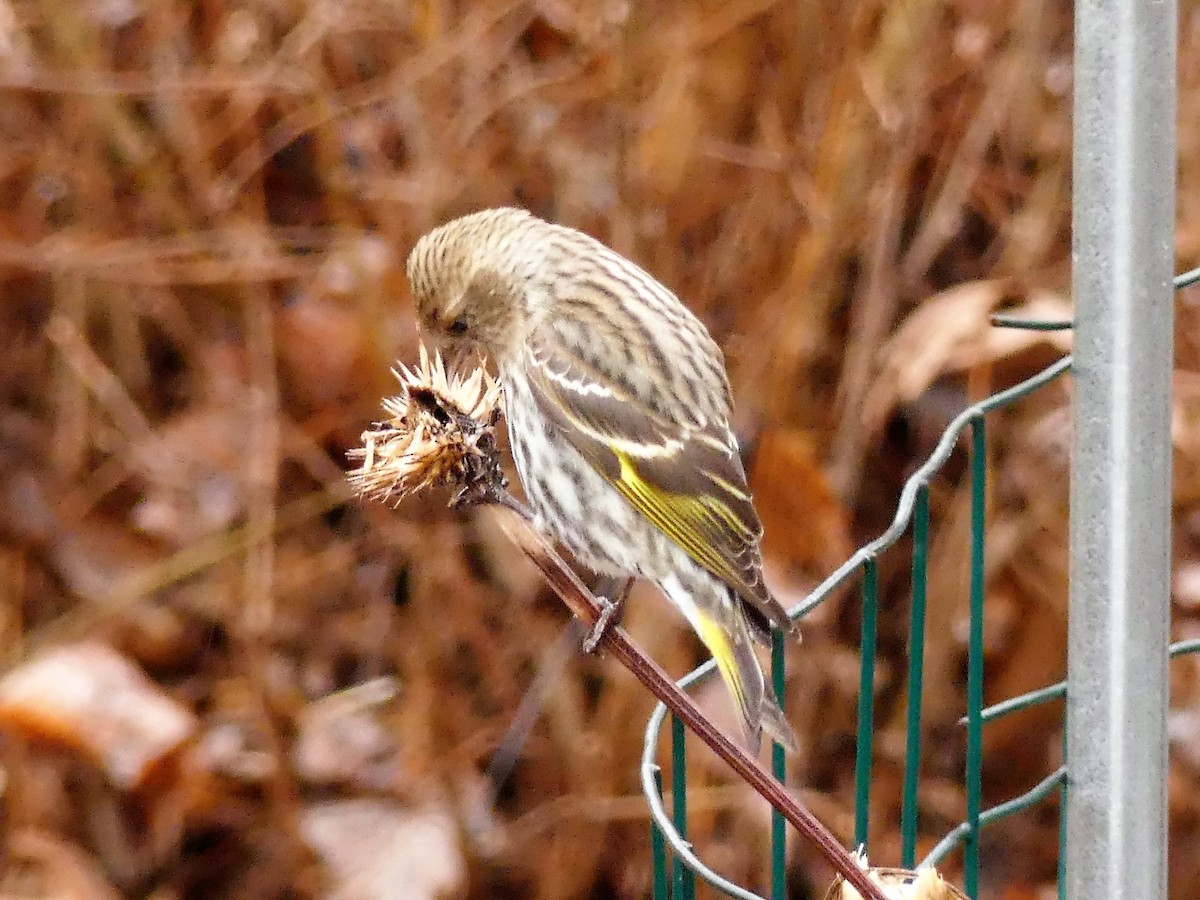 Pine Siskin - ML148552391