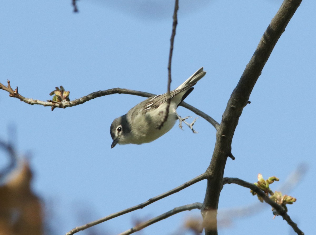 Vireo Plomizo - ML148552641