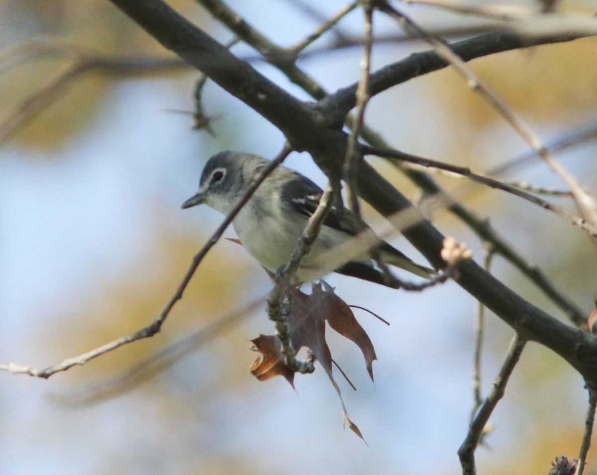 Plumbeous Vireo - Bill Deppe