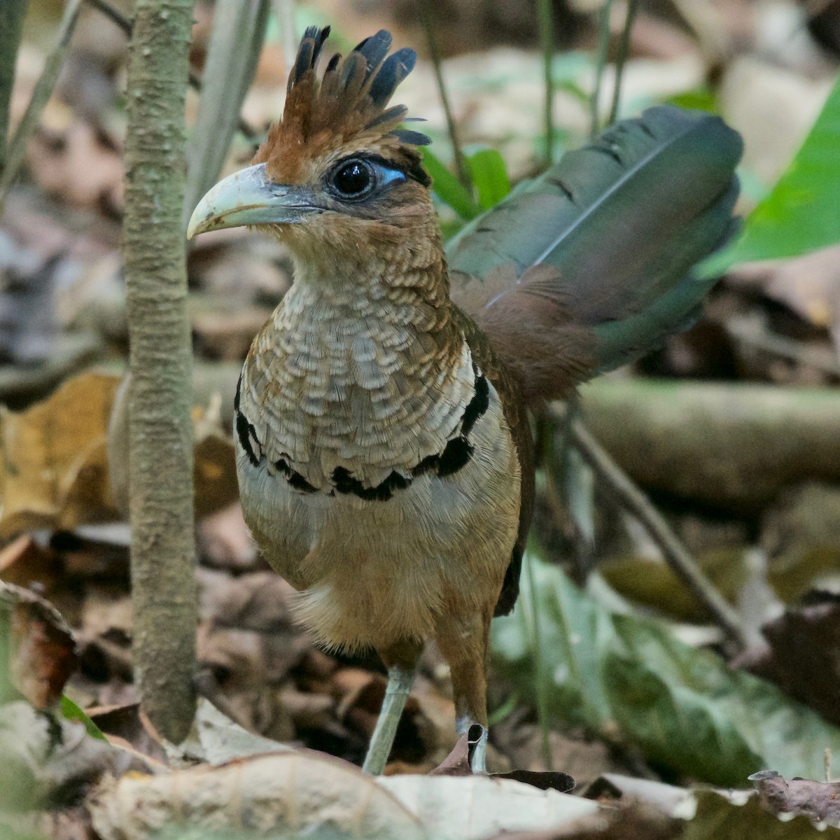 Rufous-vented Ground-Cuckoo - ML148552751