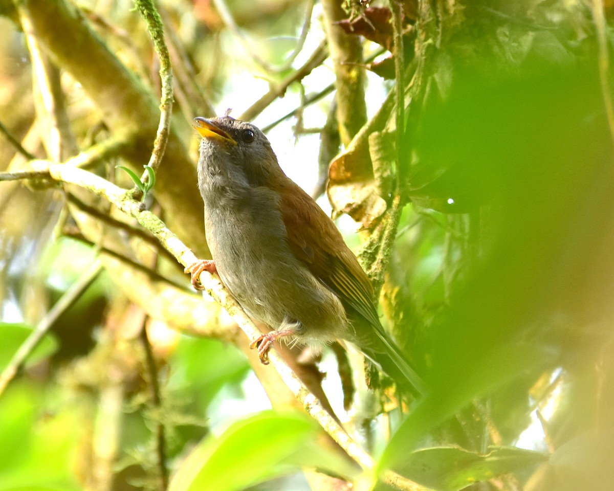 Andean Solitaire - Oscar Valderrama La Rana