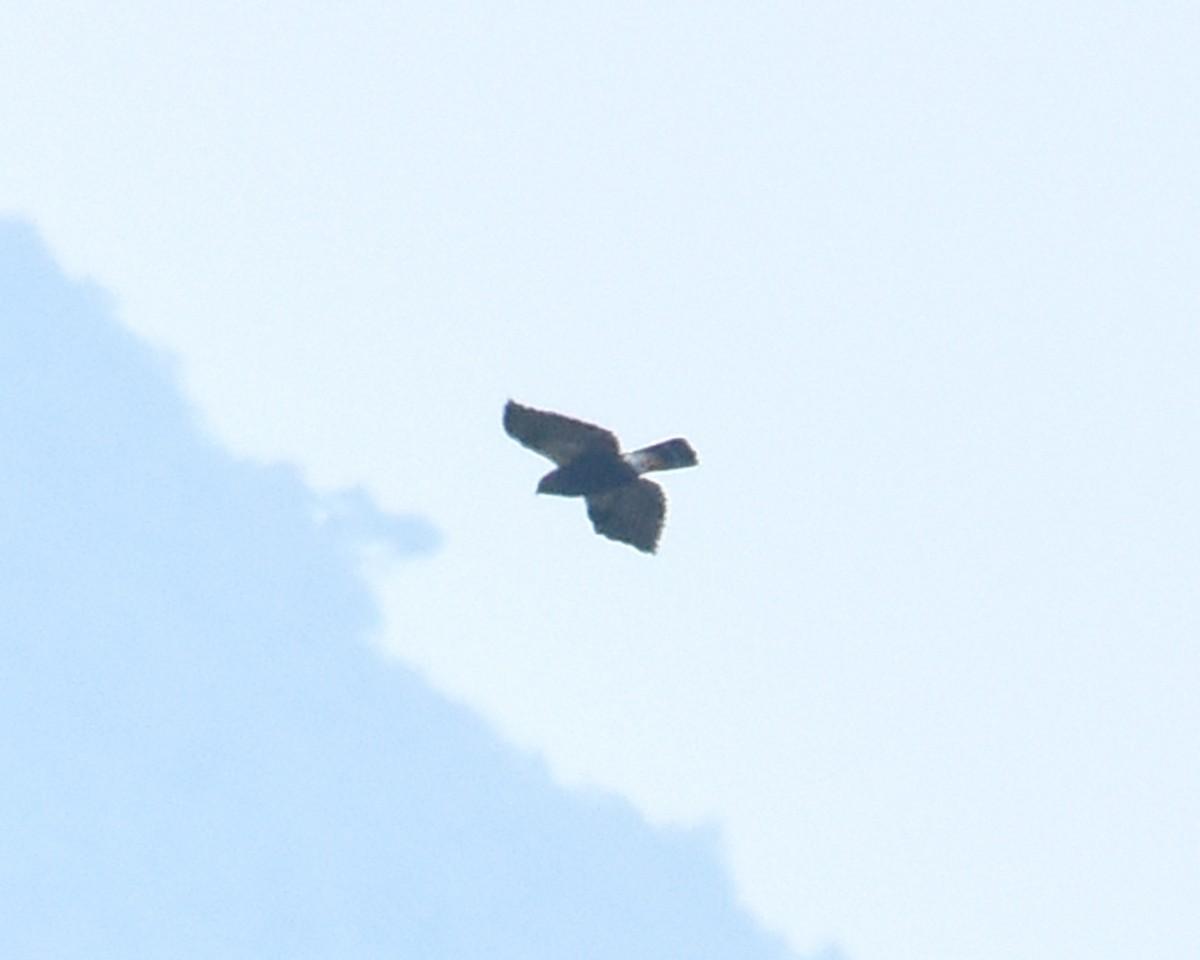 White-rumped Hawk - ML148553061