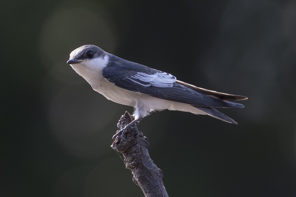 White-winged Swallow - ML148553311
