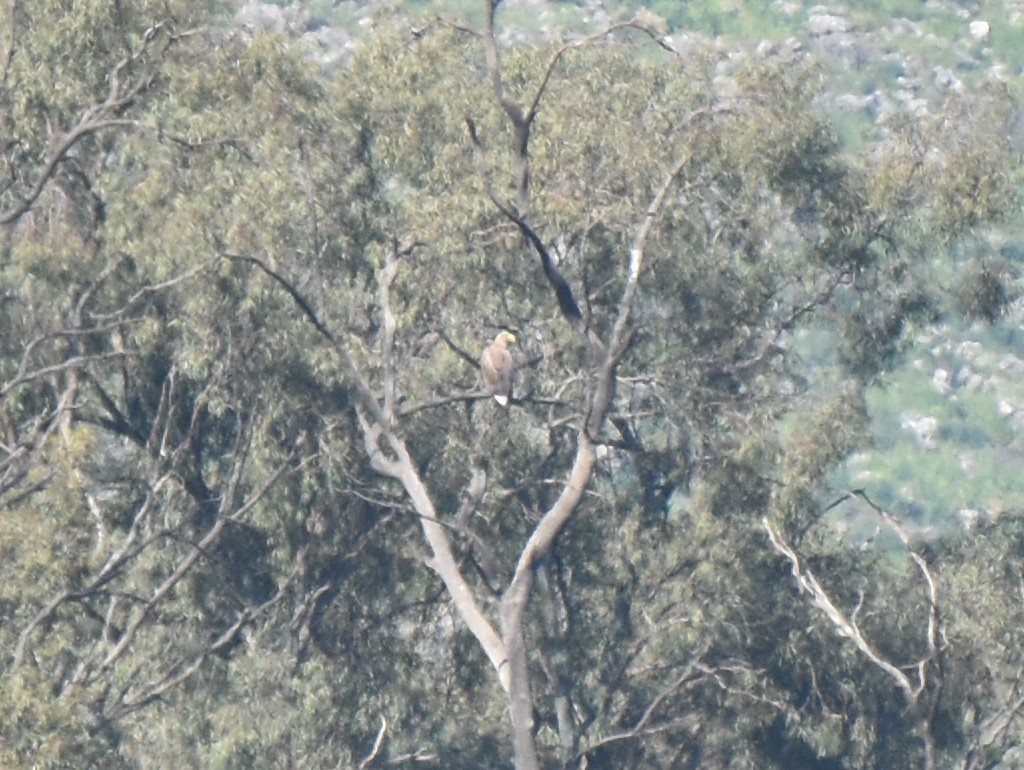 White-tailed Eagle - ML148553341