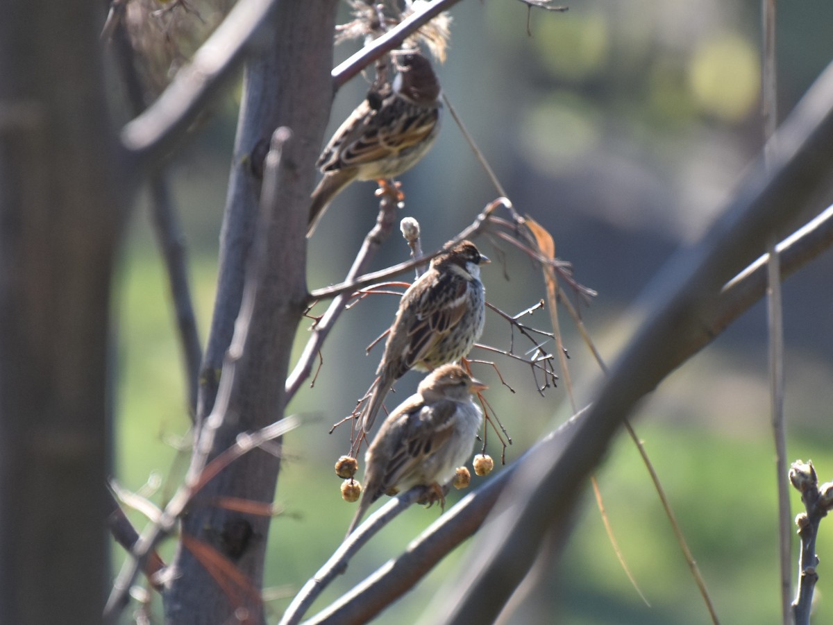 Spanish Sparrow - ML148553611