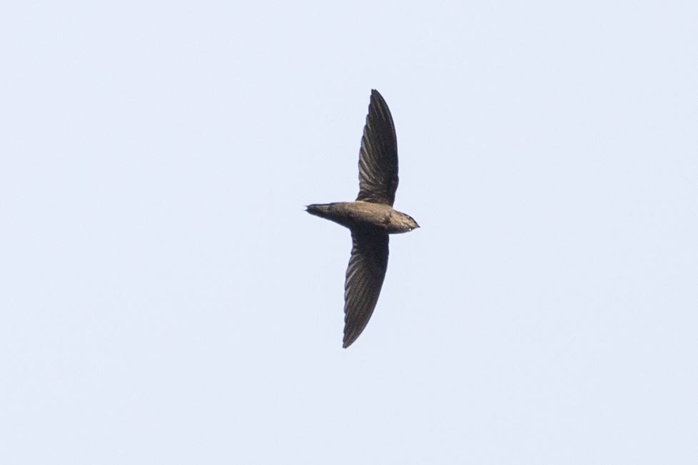 Gray-rumped Swift - ML148553751