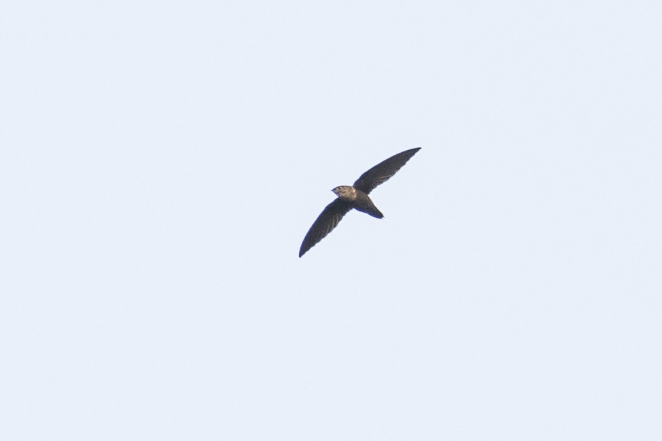 Gray-rumped Swift - ML148553761