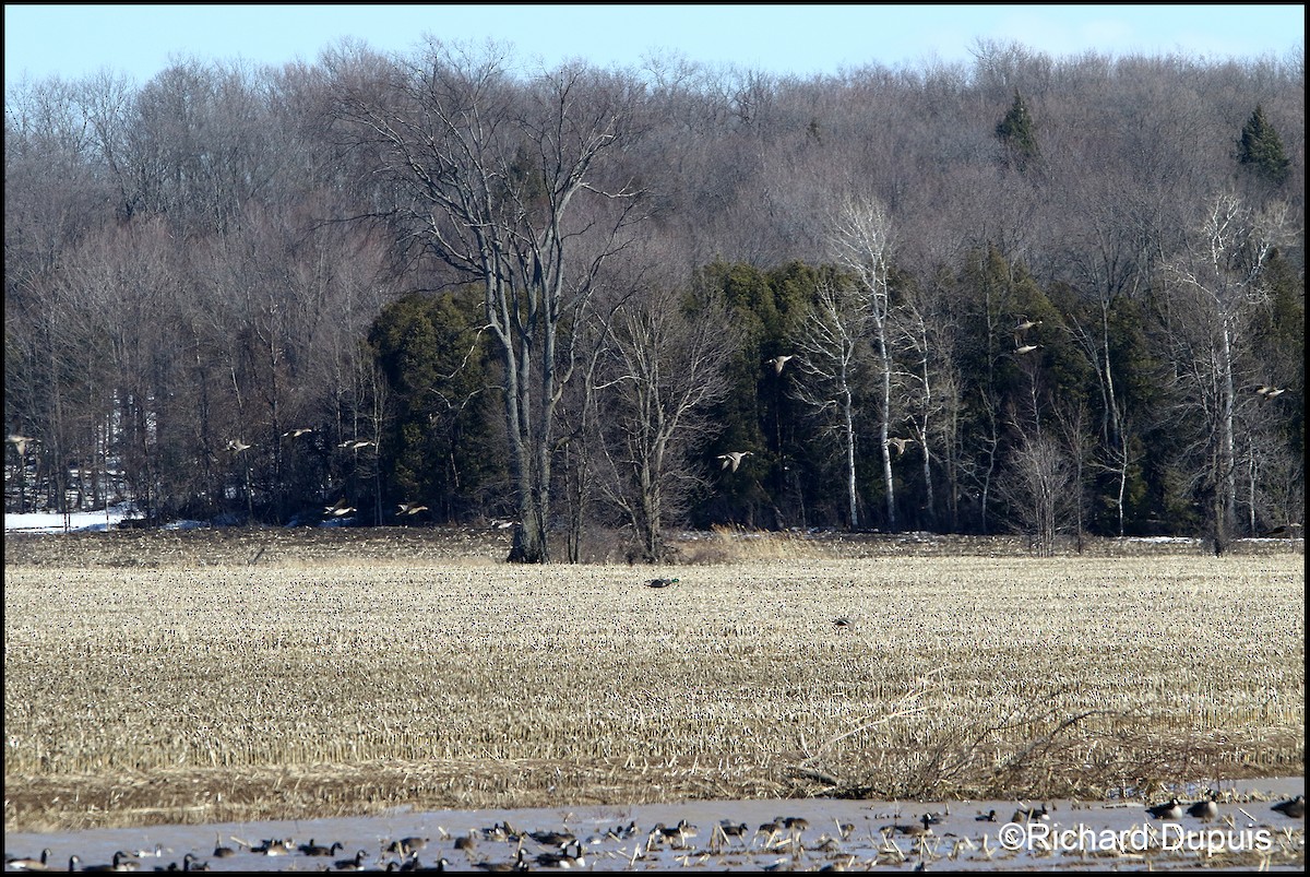 Northern Pintail - ML148553971