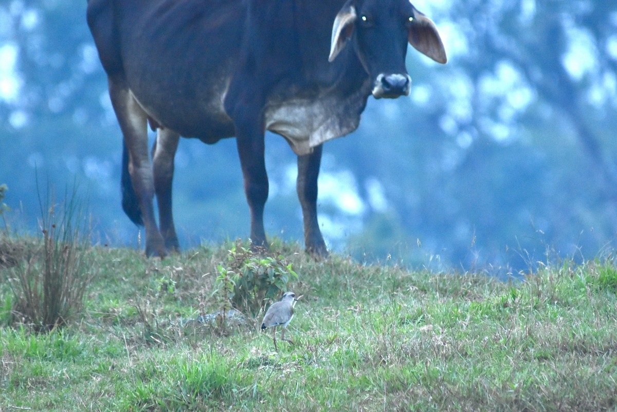 Southern Lapwing - ML148554311