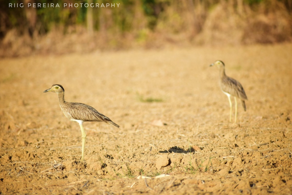 Double-striped Thick-knee - Rigo Pereira