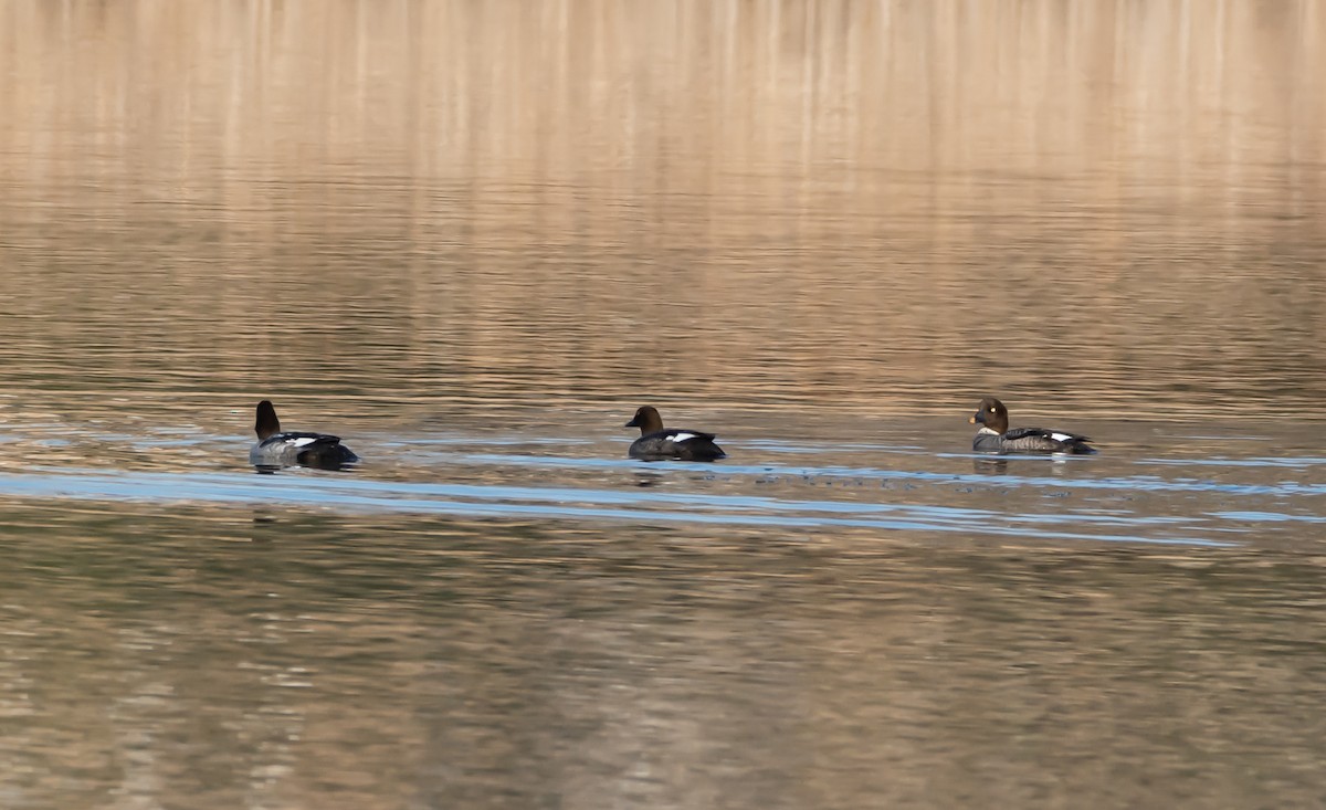 Common Goldeneye - shawn mason