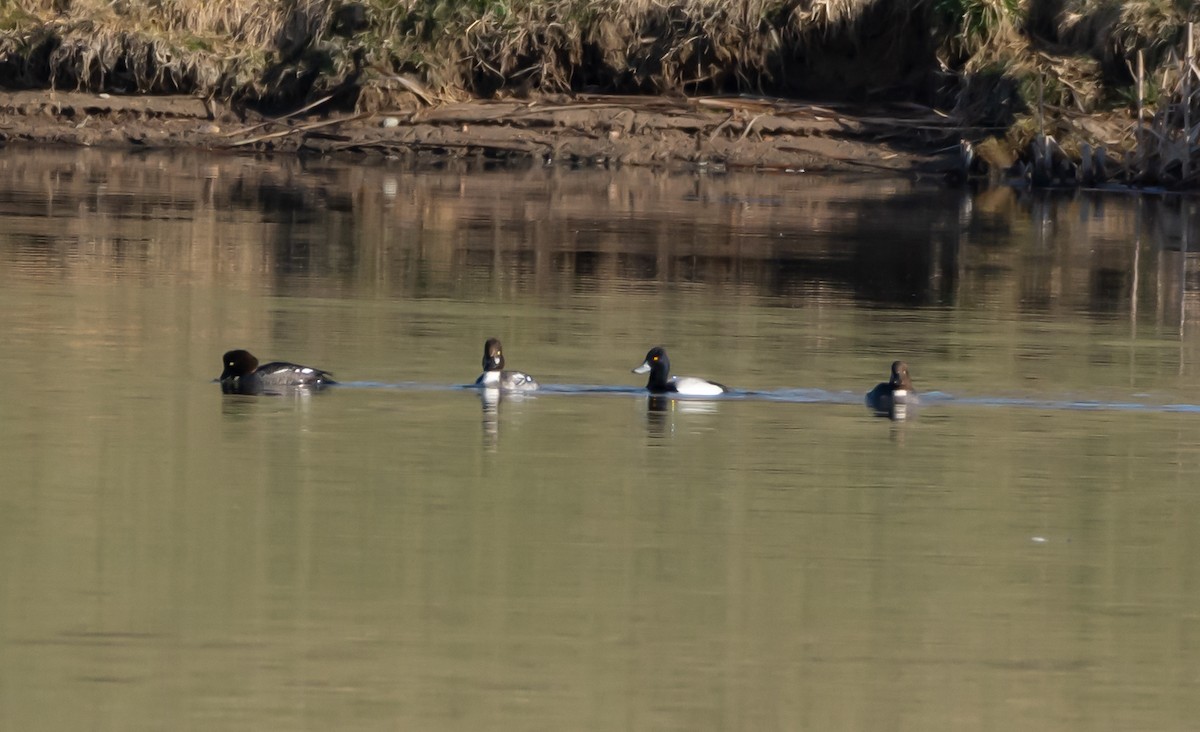 Common Goldeneye - shawn mason