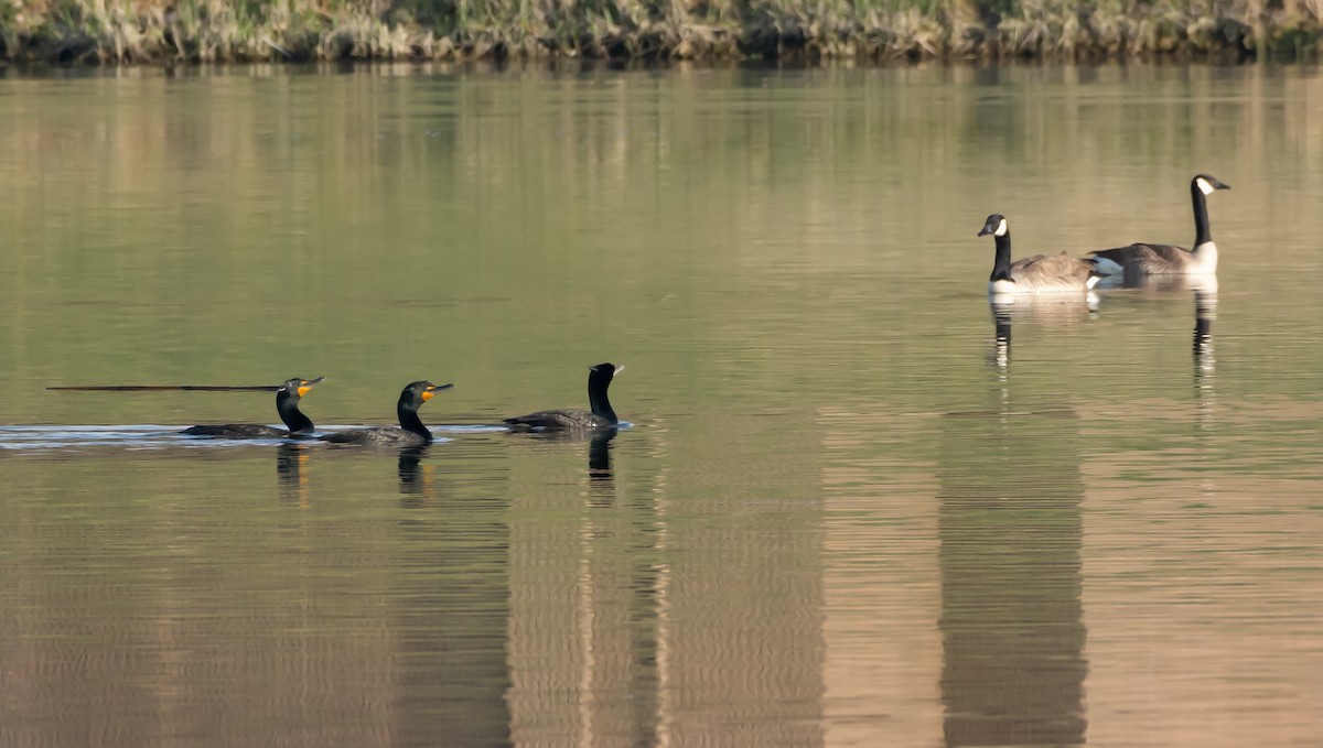 Double-crested Cormorant - shawn mason