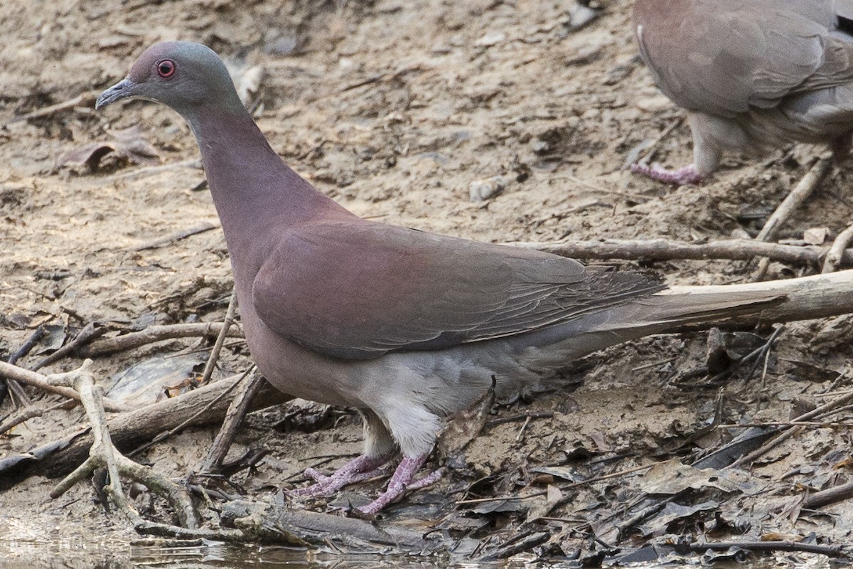Pale-vented Pigeon - ML148555091