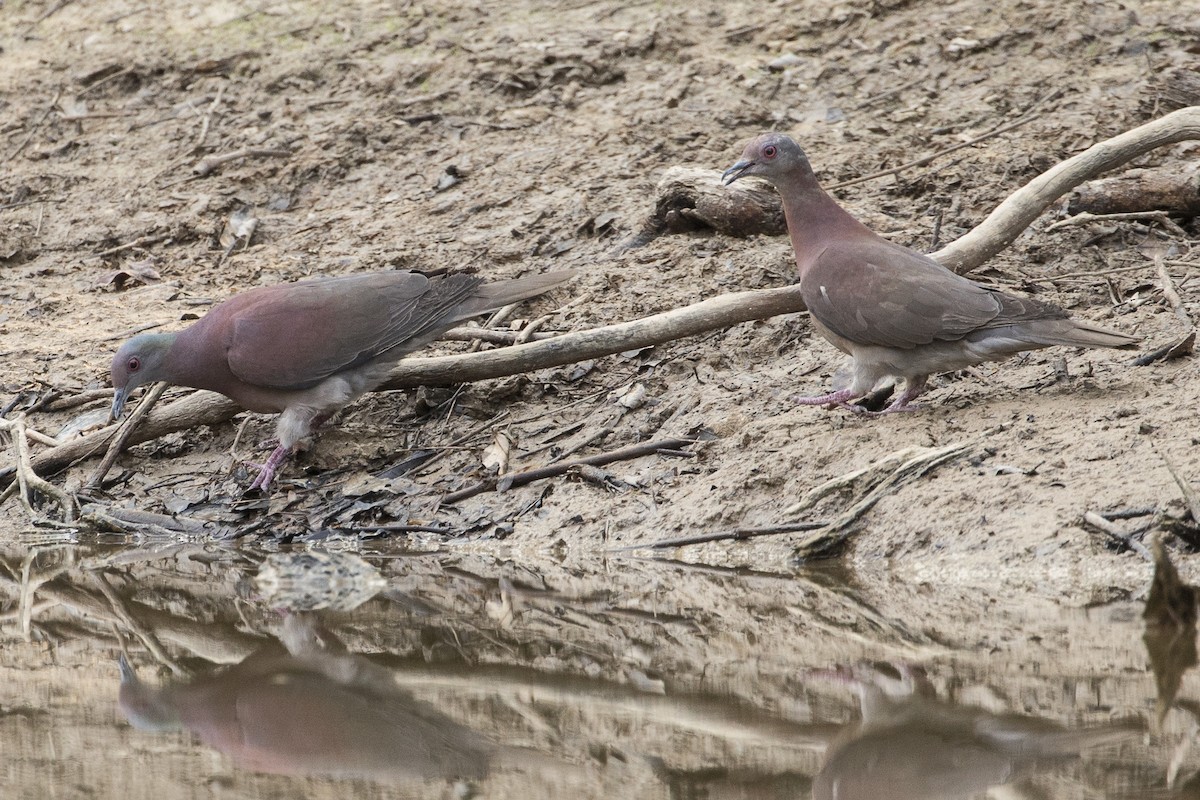 Pigeon rousset - ML148555111