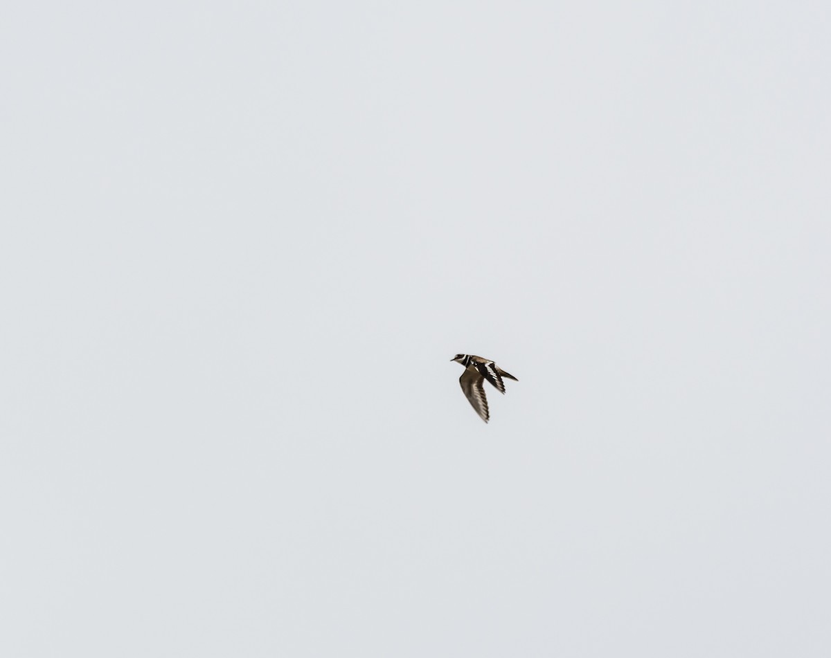 Killdeer - ML148555151