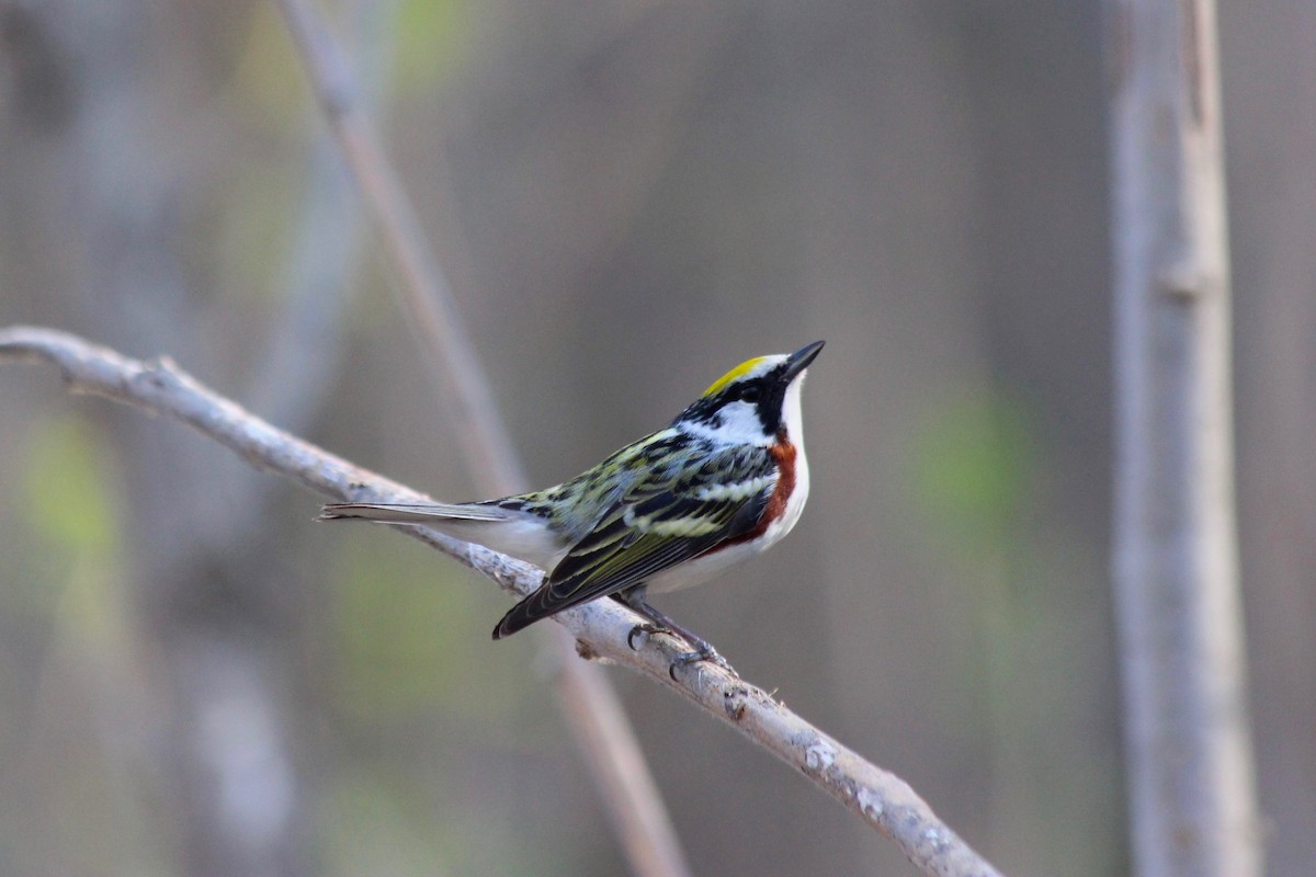 Chestnut-sided Warbler - Donald Jones