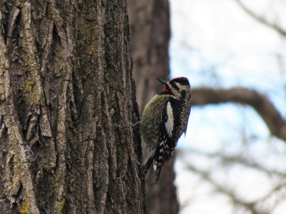 Yellow-bellied Sapsucker - ML148556191