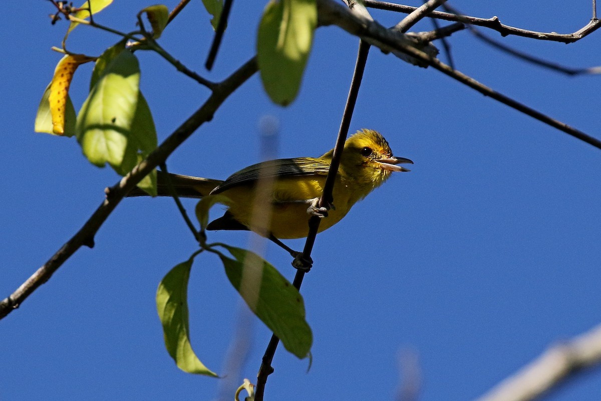 Goldbauchvireo - ML148556361