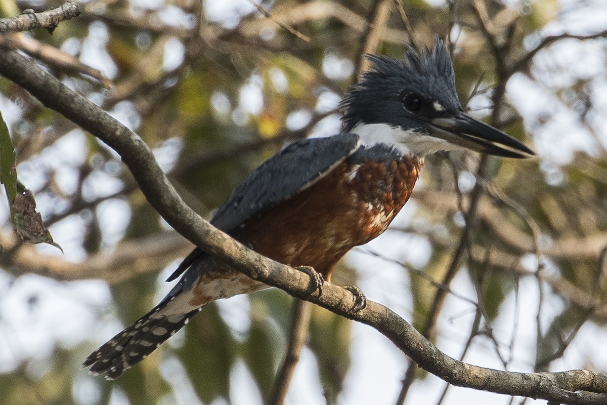 Ringed Kingfisher - ML148556551