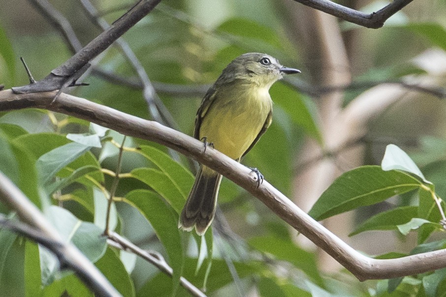 Amazonian Tyrannulet - ML148556661