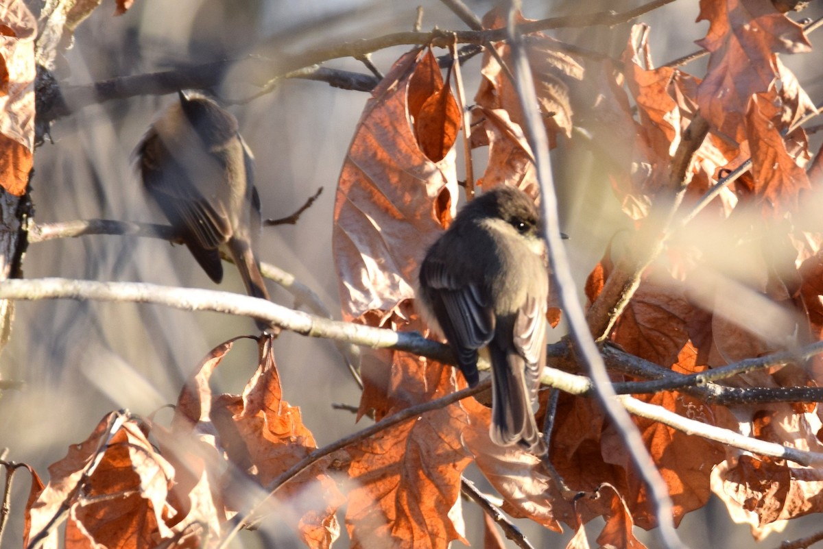 Eastern Phoebe - ML148557441