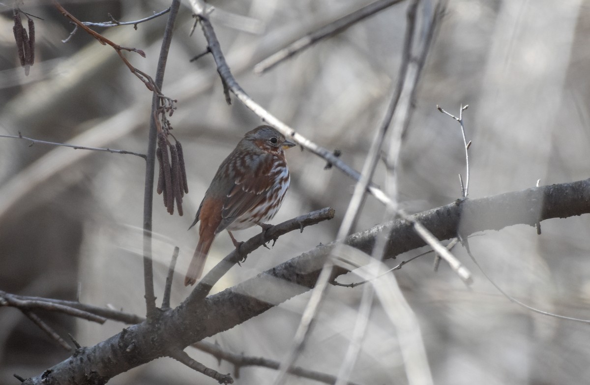 Fox Sparrow - ML148557551