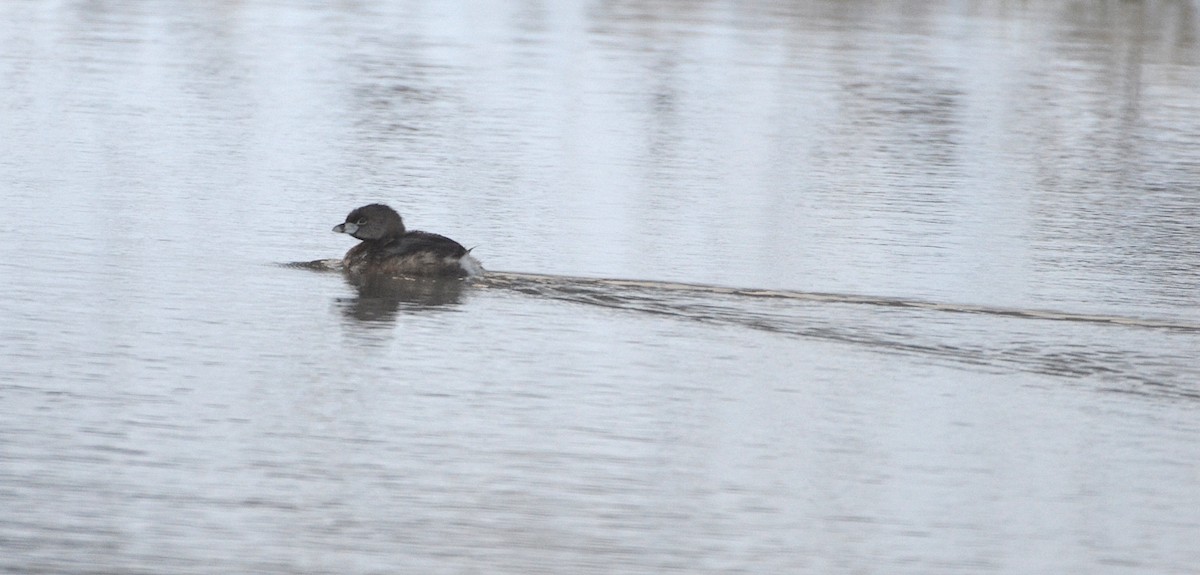 Pied-billed Grebe - ML148557621