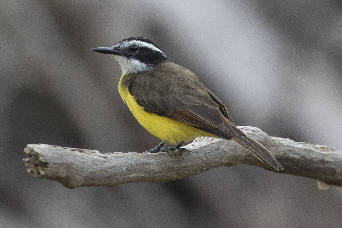 Lesser Kiskadee - Robert Lockett