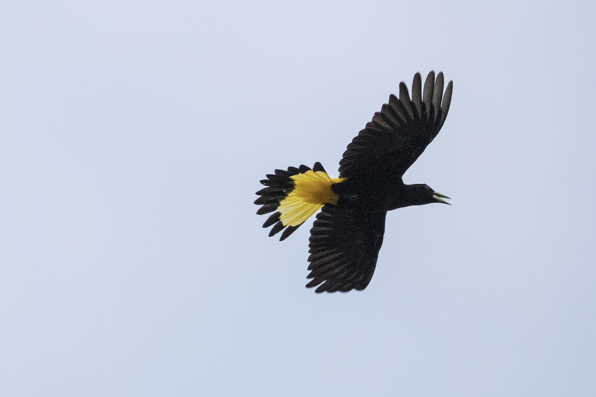 Crested Oropendola - ML148560031