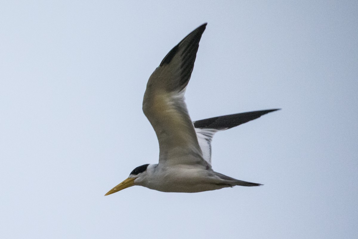 Large-billed Tern - ML148560241