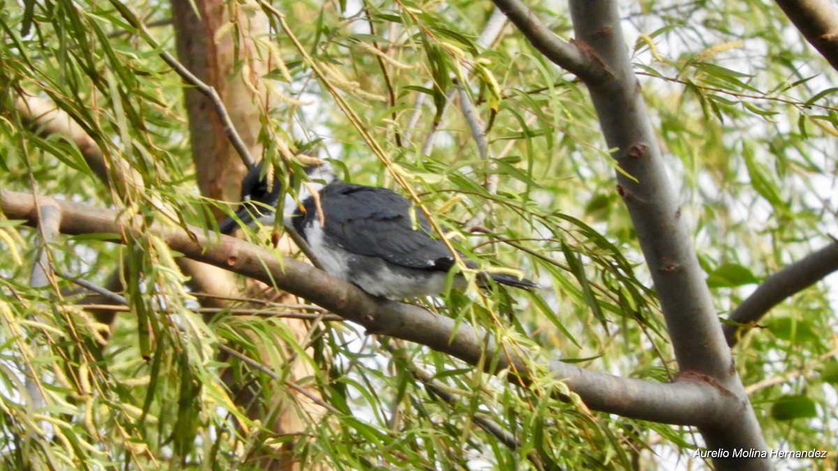 Belted Kingfisher - ML148562871