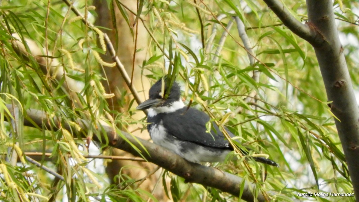 Belted Kingfisher - ML148562881