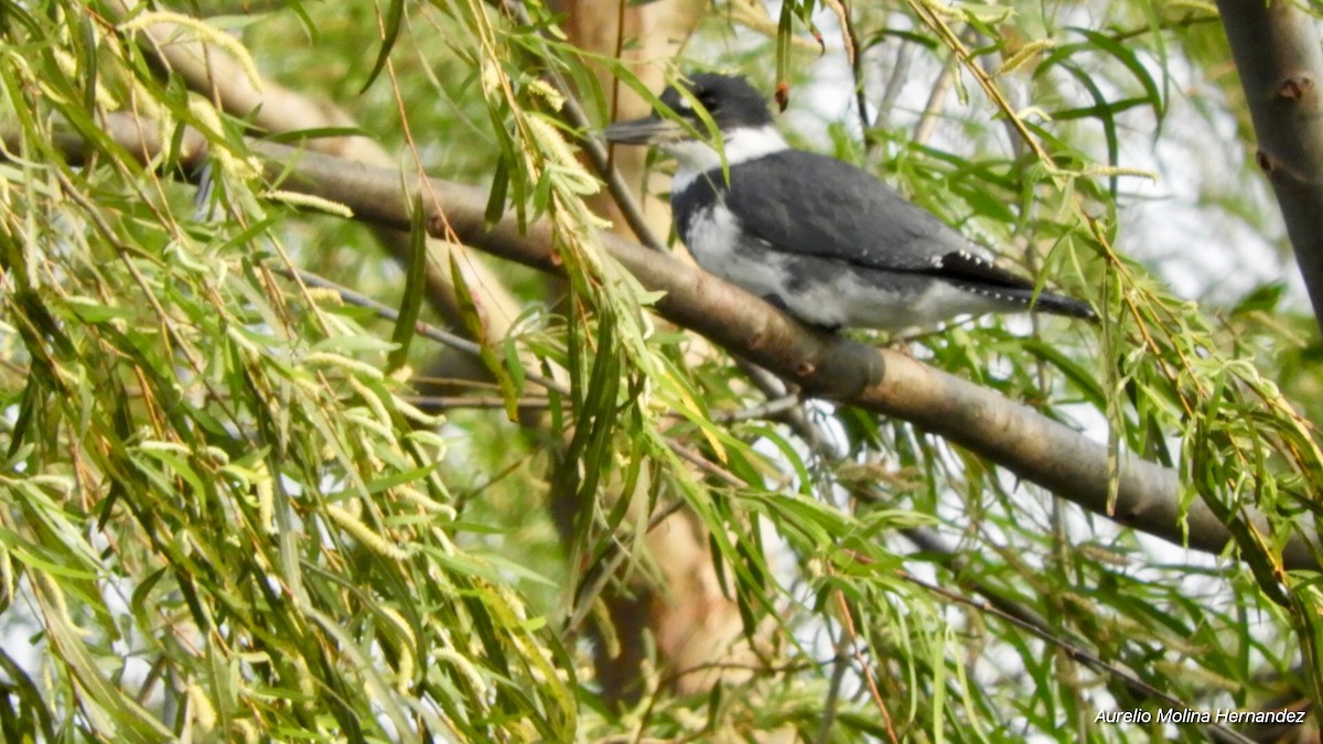 Belted Kingfisher - ML148562901