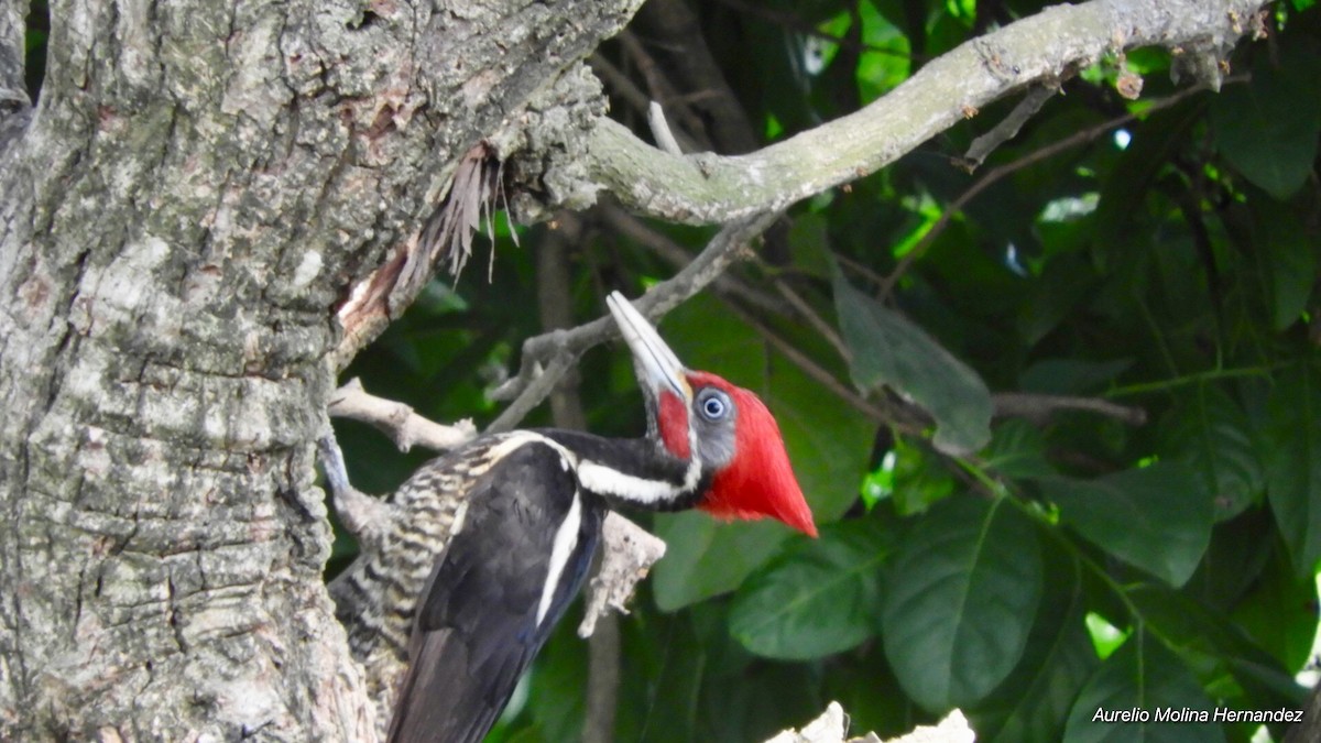 Lineated Woodpecker - ML148563691
