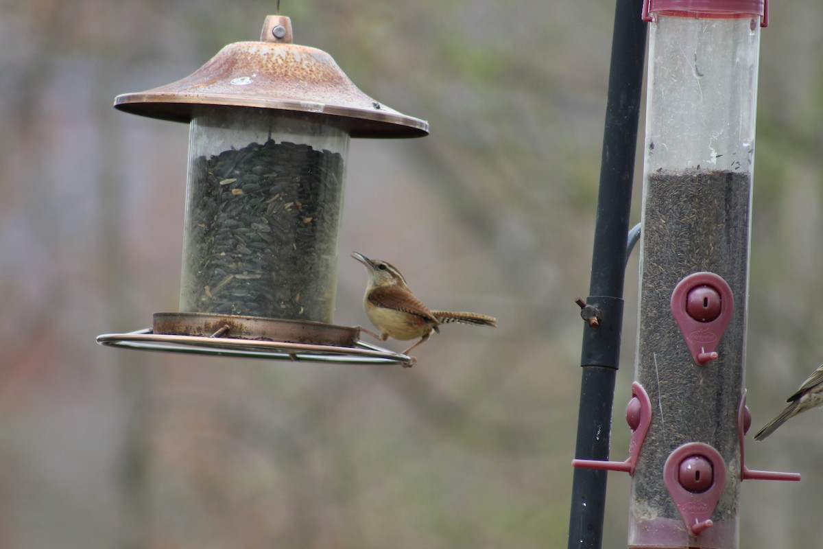 Carolina Wren - ML148563861