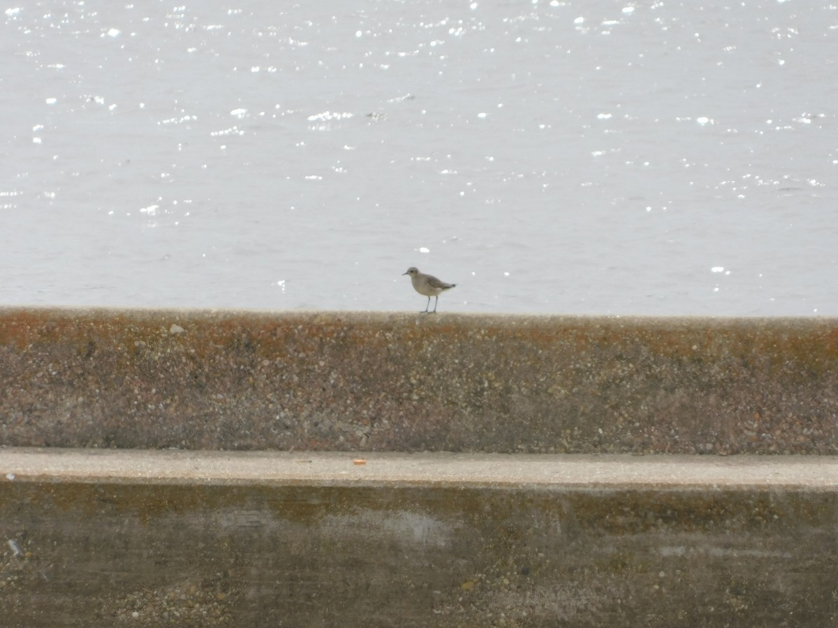 American Golden-Plover - ML148564681